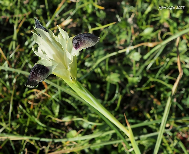 iris Iris tuberosa L.