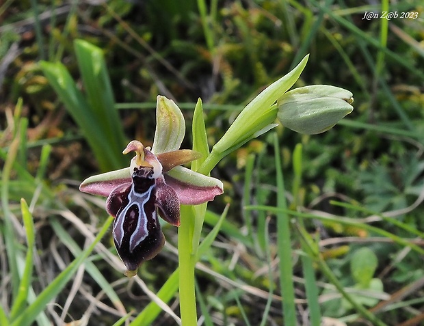 hmyzovník krétsky Ophrys cretica ssp. ariadnae