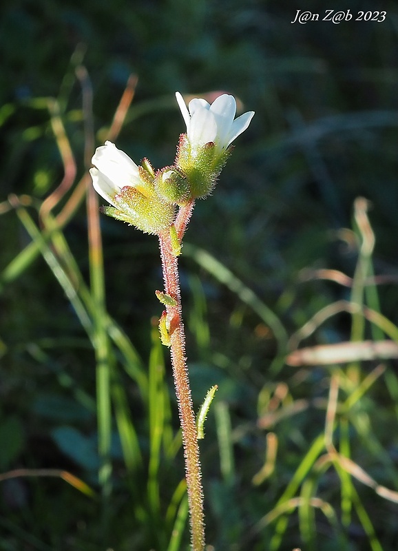 lomikameň Saxifraga carpetana ssp. graeca (Boiss.) D.A.Webb