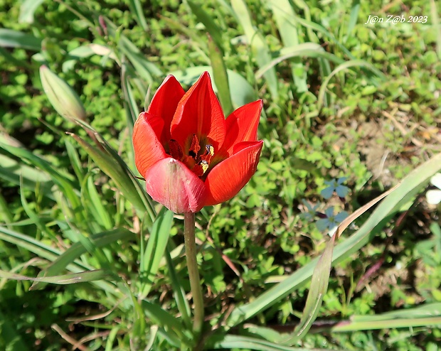 tulipán Tulipa orphanidea Boiss. ex Heldr.