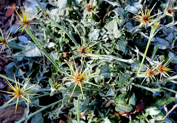panevädza krétska Centaurea idaea Boiss. &amp; Heldr.