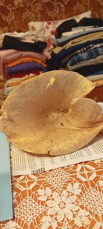 huby mushrooms