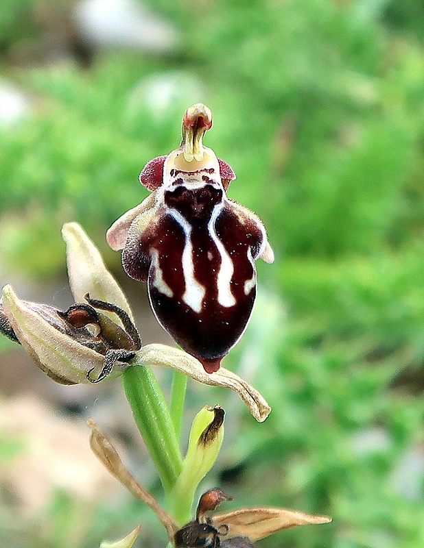 hmyzovník krétsky Ophrys cretica ssp. cretica