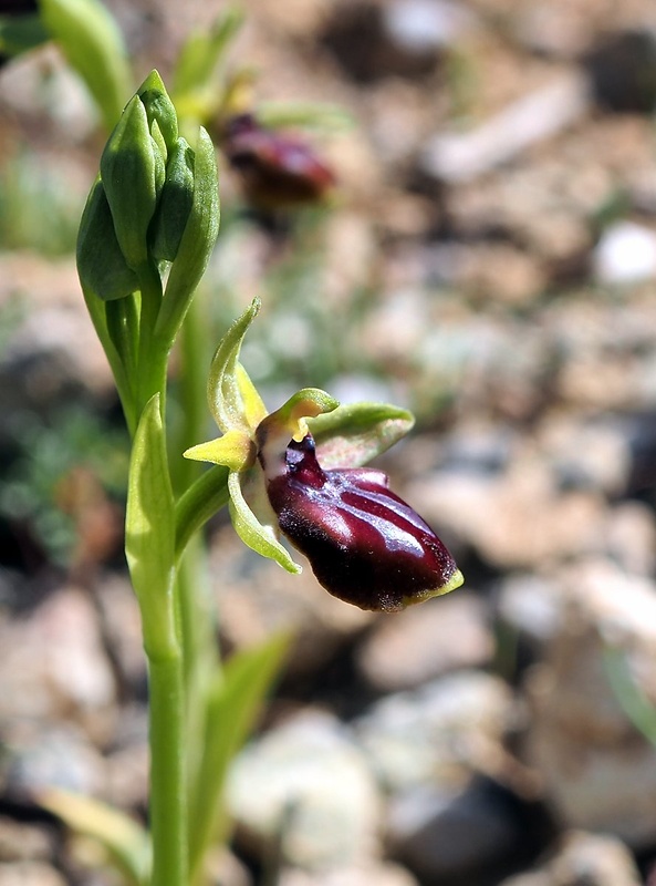 hmyzovník Ophrys gortynia (H. Baumann &amp; Künkele) Paulus