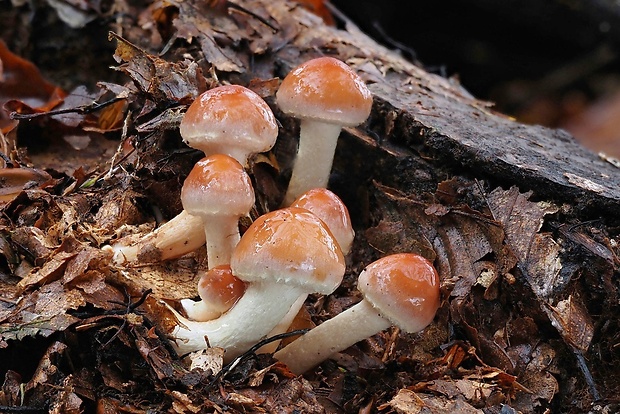 strapcovka tehlovočervená Hypholoma lateritium (Schaeff.) P. Kumm.