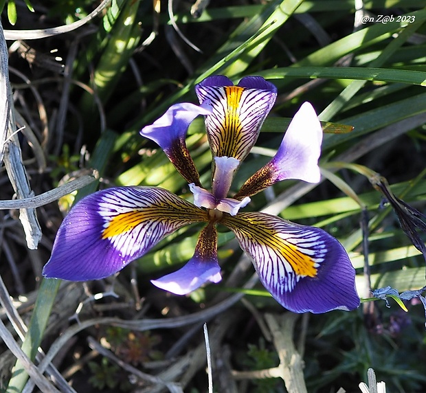 kosatec krétsky Iris unguicularis Poir.
