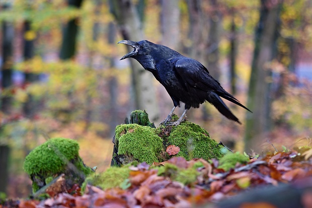 krkavec čierny   Corvus corax
