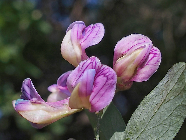 hrachor čierny Lathyrus niger (L.) Bernh.