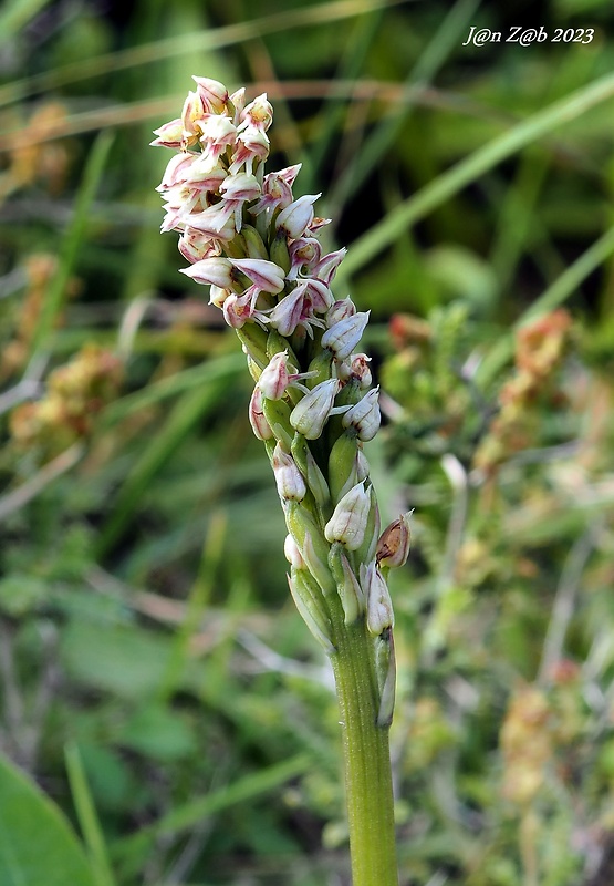 neotinea Neotinea maculata (Desf.) Stearn