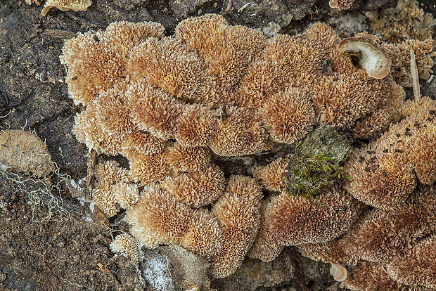 ryhovec želatinovitý Trichaptum biforme (Fr.) Ryvarden