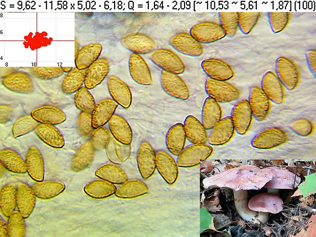 pavučinovec fialovookrajový svetlý Cortinarius balteatocumatilis var. laetus (Mos.) Mos. ex Quadr. 1985