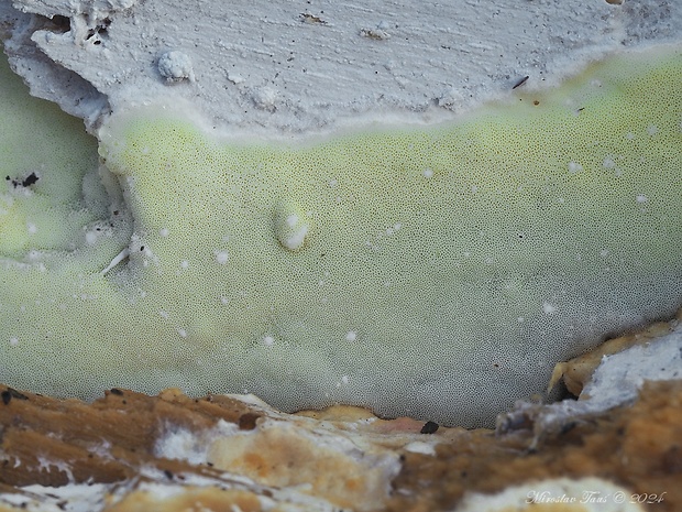 voskopórovček zelenkastý Gloeoporus pannocinctus (Romell) J. Erikss.