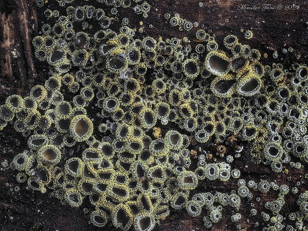 lachnetka vosková Neodasyscypha cerina (Pers.) Spooner