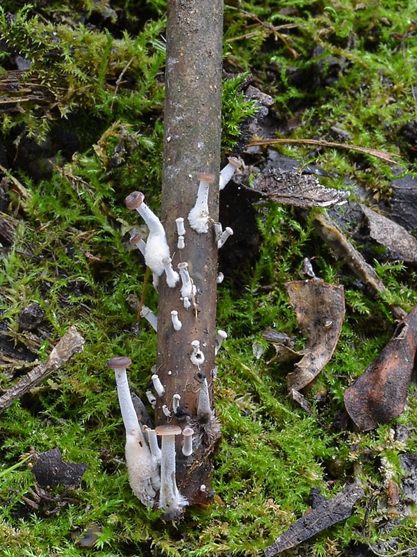 prilbička Mycena belliae (Johnst.) P.D. Orton