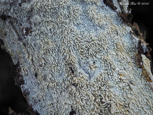 zubánka dubová Hyphodontia quercina (Pers.) J. Erikss.