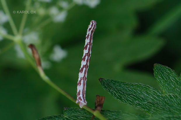 kvetnatka zvončeková Eupithecia centaureata