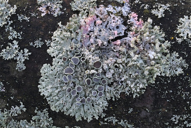 Marchandiomyces corallinus (Ehrh. ex Humb.) Fürnr.
