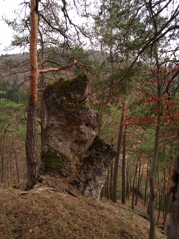 skalný macko na vrchu Hubatá 600 m.n.m.
