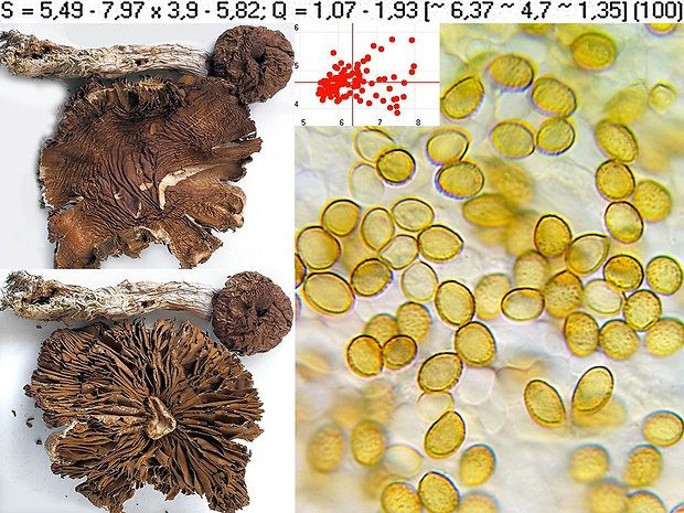 pavučinovec hnedosfarbený Cortinarius brunneotinctus Niskanen, Liimat., Ammirati, André Paul & Lebeuf