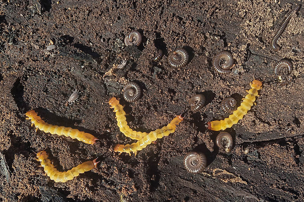 červenáčik ohnivý, larva + Pyrochroa coccinea  Linnaeus, 1761