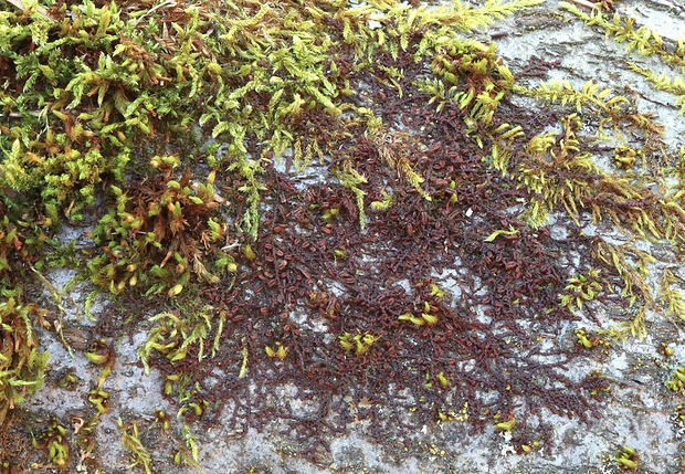 dukátovka rozšírená Frullania dilatata (L.) Dumort.