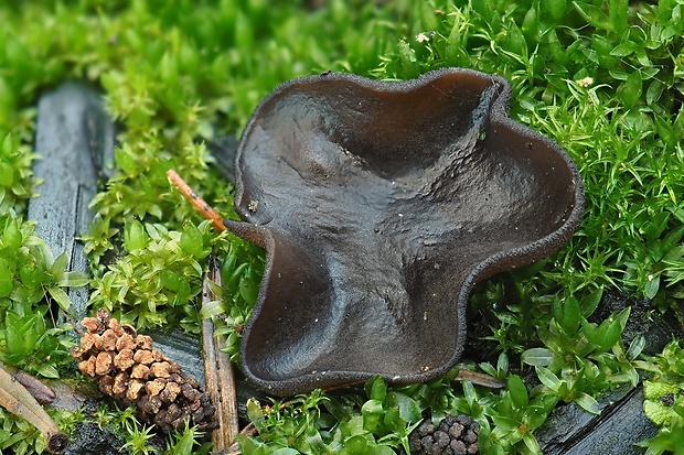 riasnatka Plicaria endocarpoides (Berk.) Rifai