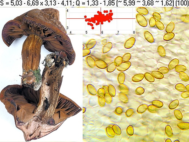 pavučinovec červenavý Cortinarius rubrophyllus (Moënne-Locc.) Liimat., Niskanen, Ammirati & Dima