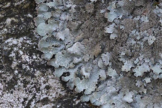 diskovka skalná Parmelia saxatilis (L.) Ach.