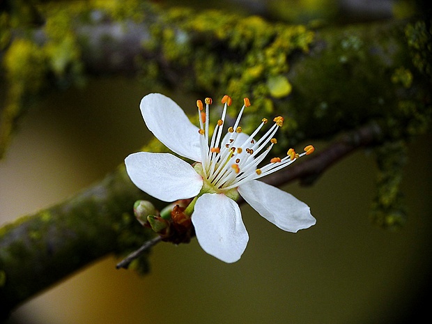 slivka guľatoplodá Prunus insititia Jusl.