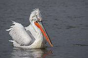 pelikán kučeravý