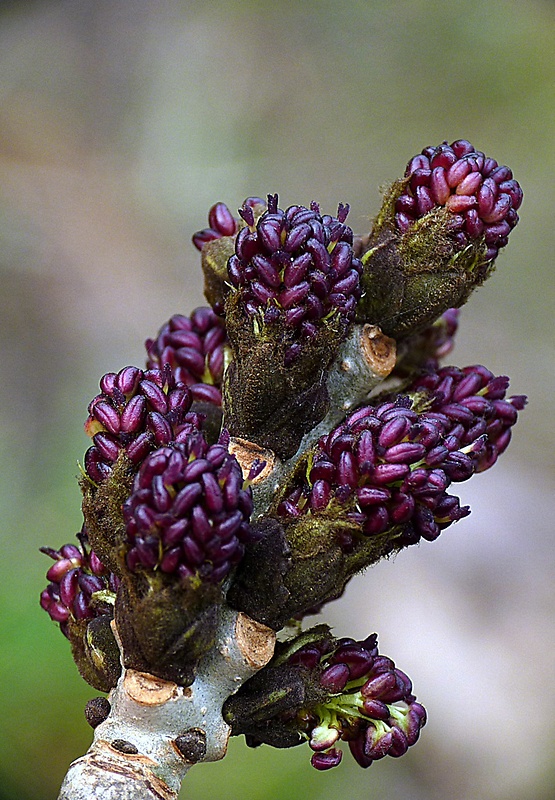 jaseň štíhly Fraxinus excelsior L.