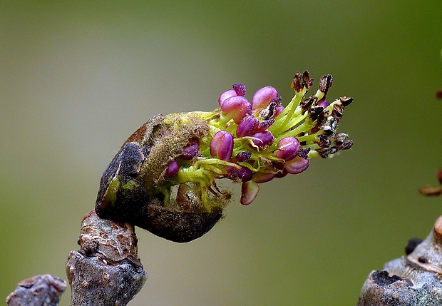jaseň štíhly Fraxinus excelsior L.