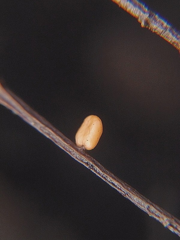 piestovka vysoká, sklerocium Typhula phacorrhiza (Reichard) Fr.