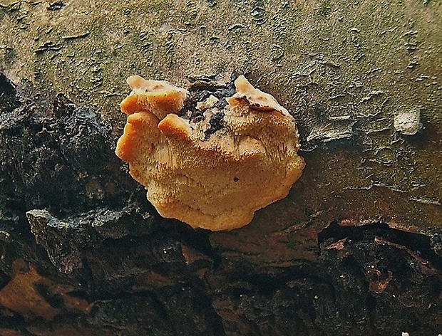 antrodiela oranžovkastá Antrodiella mentschulensis (Pilát ex Pilát) Melo & Ryvarden