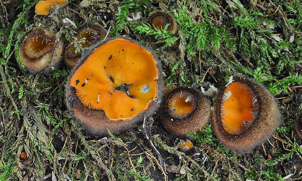 humária Humaria aurantia (Clem.) Häffner, Benkert & Krisai