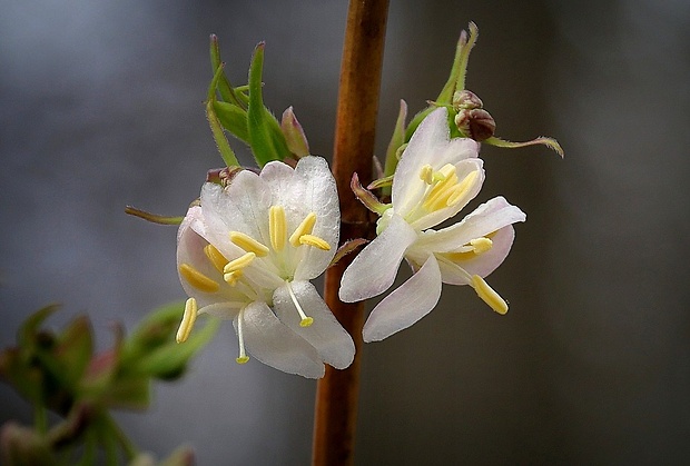 zemolez purpusov Lonicera × purpusii Rehd.