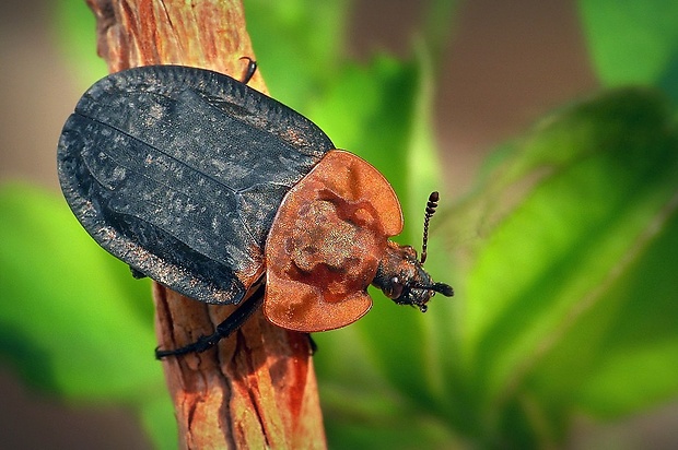 zdochlinár červenoštíty (sk) / mrchožrout znamenaný (cz) Oiceoptoma thoracicum (Linnaeus, 1758)