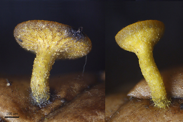 terčka Chloroscypha alutipes (W. Phillips) Dennis