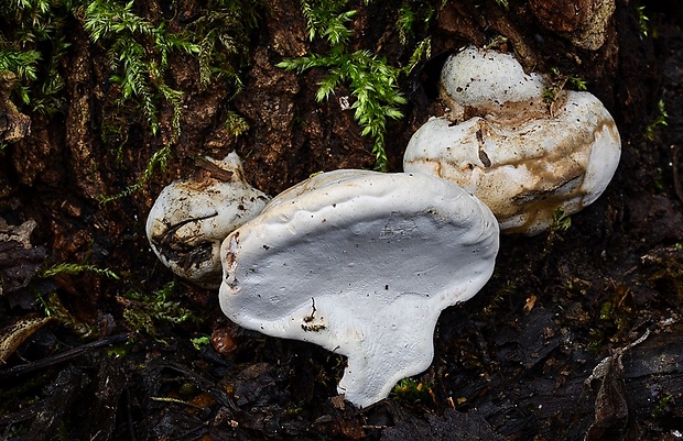 lesklokôrovka plochá Ganoderma applanatum (Pers.) Pat.