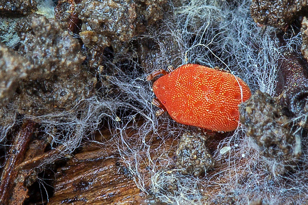 roztočník červený  Trombidium holosericeum (Batsch) Rehm