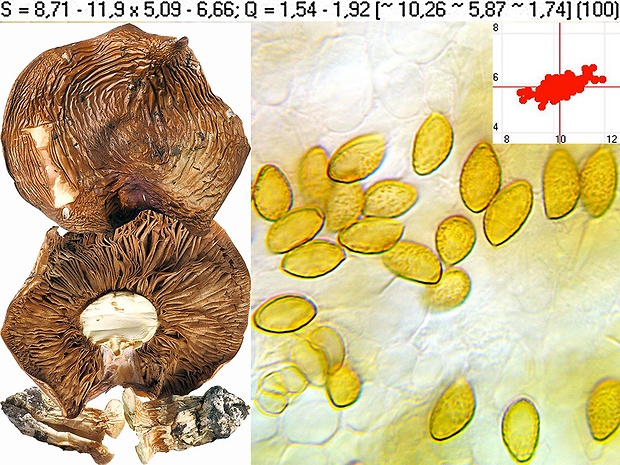 pavučinovec okrovohnedý Cortinarius ochraceobrunneus Rob. Henry ex Bidaud, Moënne-Locc. & Reumaux