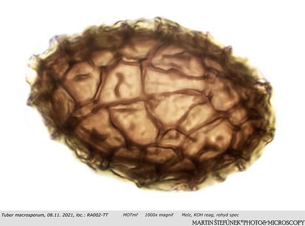 hľuzovka veľkovýtrusná Tuber macrosporum Vittad.