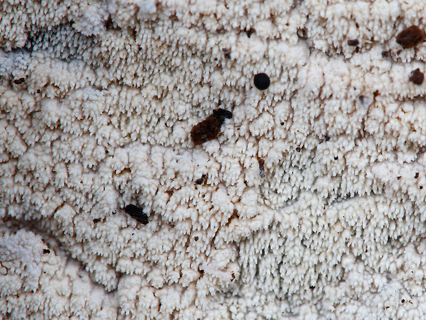 hyfodoncia lužná Fibrodontia gossypina Parmasto