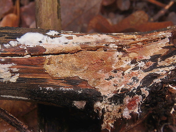 vráskavec premenlivý Byssomerulius albostramineus (Torrend) Hjortstam
