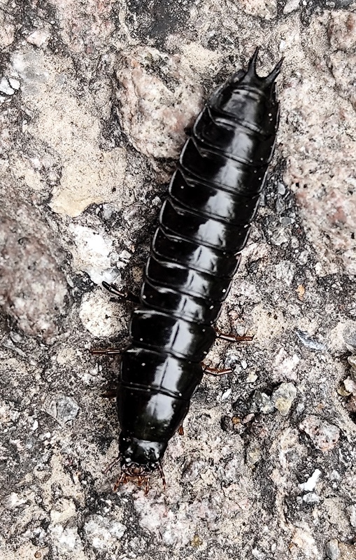 bystruška - larva  Carabus sp
