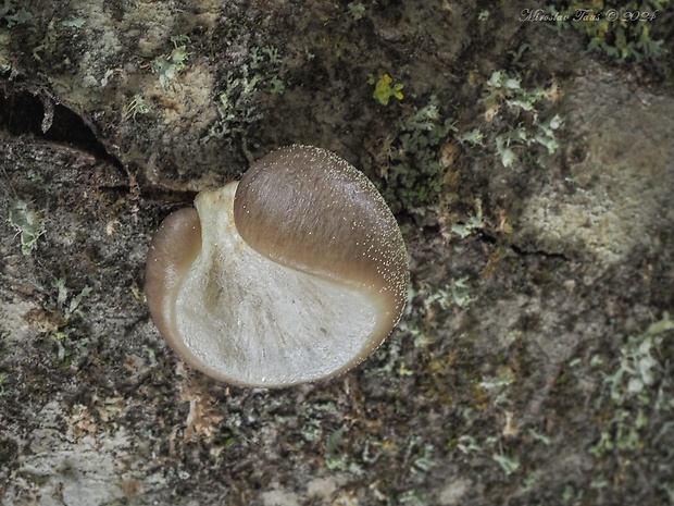 hliva závojová Pleurotus calyptratus (Lindblad ex Fr.) Sacc.