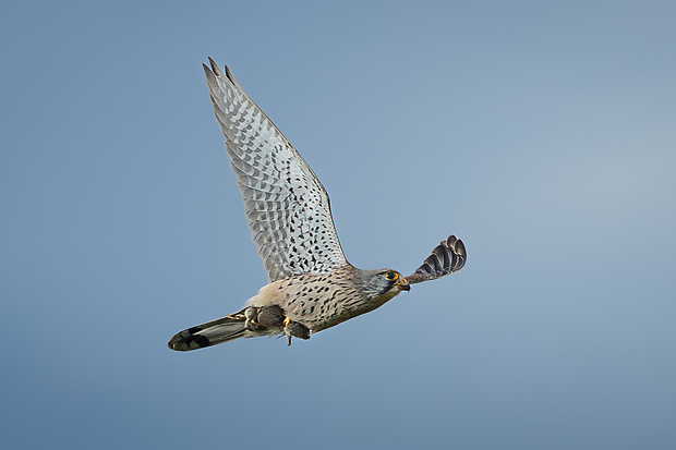 sokol myšiar ♂ Falco tinnunculus L. ♂