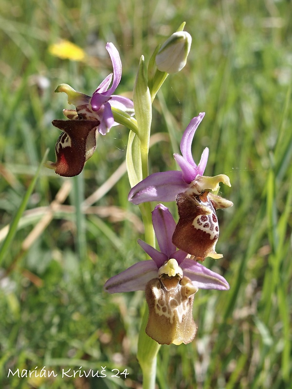 hmyzovník Ophrys holoserica subsp. apulica (O. et E. Danesch) Buttler