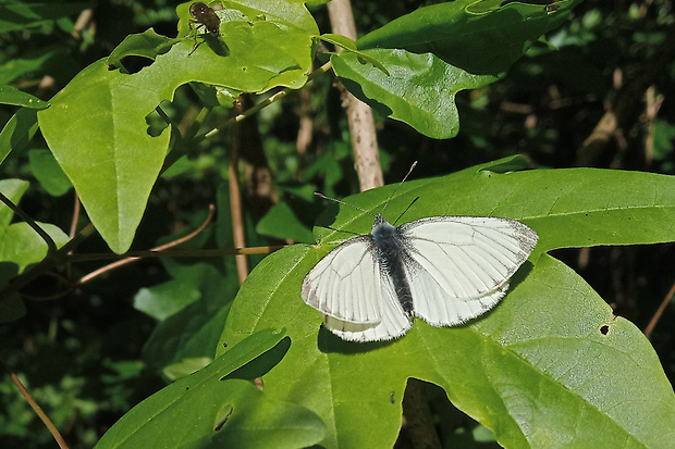 mlynárik repkový Pieris napi