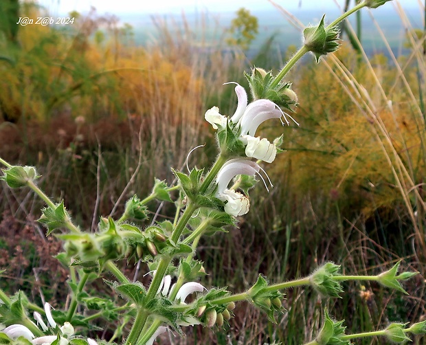 šalvia strieborná Salvia argentea L.
